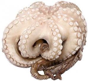  , (Octopus Vulgaris),  ()