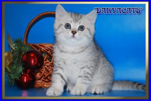        Daryacats ()