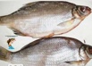 Рыба вяленая Густера по цене 299 руб./кг в Ульяновске (Фото)