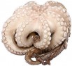  , (octopus vulgaris),    ()