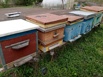 Пчёлы и улья в Курске (Фото)