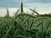 Семена тритикале озимого сорта Тихон ЭС, Хлебороб ЭС в Краснодаре (Фото)