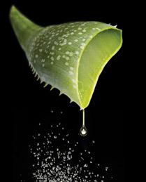 ���������� ��������� ���� ���� 200:1 ( ALOE VERA GEL FREEZE DRIED POWDER 200:1 MICRONIZED ) (����)