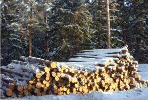 Пиловочник северного происхождения продаем (Фото)
