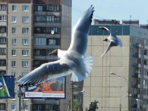 Меняю квартиру в Питере на Ригу (Фото)