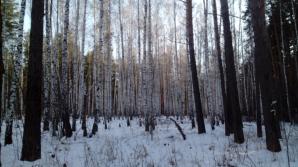 Земельные участки с лесом (Фото)
