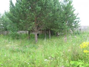 Продам земельный участок в саду, 37 км от Екатеринбурга, с.Логиново (Фото)