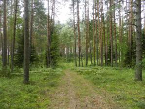 Продается 3 га соснового бора на 1 линии р. Волга (Фото)