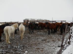 Продажа сельхоз зданий (Фото)