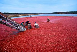 Куплю по 20 тонн клюквы, брусники, черники и морошки в сезон 2010 (Фото)