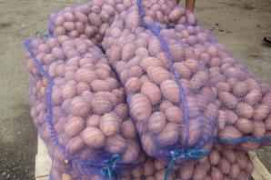 Картофель крупный продаю (Фото)
