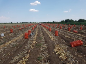 Лук репчатый оптом на прямую с хозяйства. Урожай 2018 года (Фото)