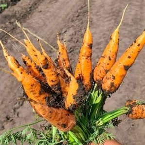 Лучшие сорта моркови мелким и крупным оптом в Барнауле, Новоалтайске и Бийске (Фото)
