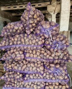Свежий картофель, морковь, капуста и свекла весной в Алтайском крае (Фото)