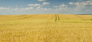 Продаем Рожь 1,2 классов в мешках или навалом (Фото)