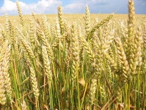Продаем Пшеницу 3,4,5 классов (Фото)