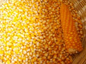 ����� �������� �� �������� ������� (����)