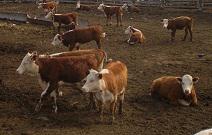 ������� ��������� ������ ���������� (����)