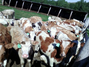 ����� �������������� ������ (����)