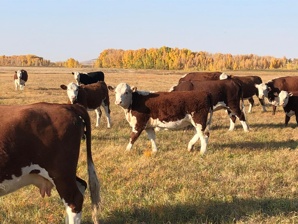 Реализуем нетелей и коров породы Герефорд (Фото)