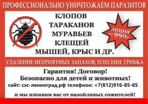 Уничтожение клопов, тараканов, клещей, кротов, короеда, борщевика, муравьёв, комаров (Фото)