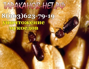 Мукоеды. Как уничтожить, вытравить, вывести? Обработка кухни от мукоедов. (Фото)