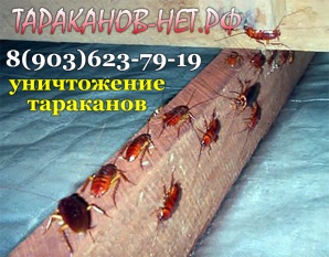 Уничтожить, травить, вывести тараканов в помещении. Обработка коттеджей. (Фото)