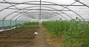 Продам тепличное хозяйство 6 Га. (Фото)