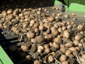 Продам сельхозпредприятие, кфх, выращивание картофеля, производственная база (Фото)