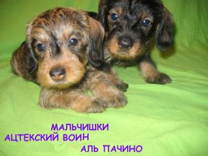 Продаються щенки таксы ж/ш (мини) (Фото)