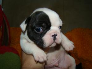����������� ������� ����� (����)