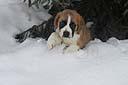 ���������� ����� ���������� (����)