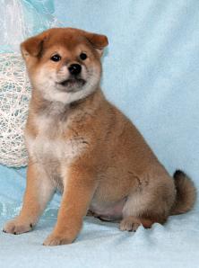 ����� ���� (����, Shiba-inu) (����)