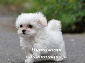 Мальтезе, Мальтийская болонка Щенки Мини и стандарт (Фото)
