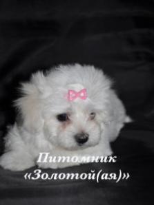 Купить щенка мальтезе, мальтийской болонки мини и стандарт (Фото)