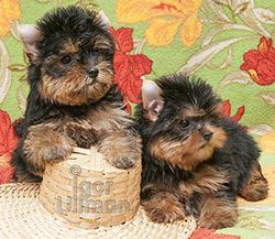 Йоркширского терьера щеночки продаются (Фото)