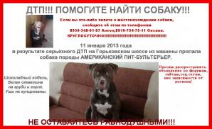 Помогите найти собаку (Фото)