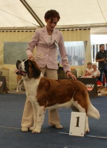 Планируется вязка сенбернара - Юной Чемпионки Мира 2012 года. (Фото)
