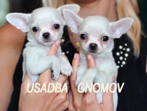 Чихуахуа щенки (Фото)