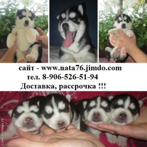 Сибирский хаски (Фото)