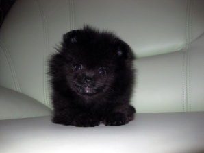 ����������, �������� ����� ������������ ����� (����)
