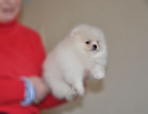 Померанский шпиц мальчик (Фото)