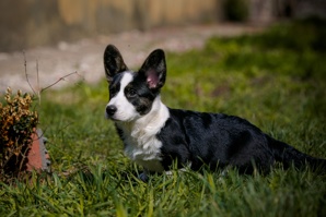 Welsh corgi cardigan (����)