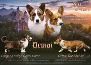Welsh corgi cardigan ����� (����)
