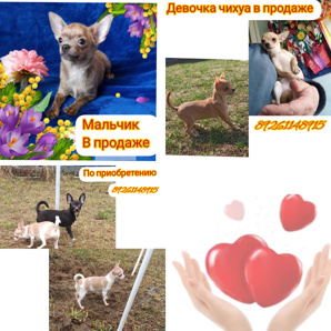 Чихуахуа подростки недорого для души. Май 2021 (Фото)
