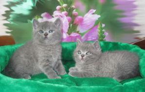 Продажа британских котят (Фото)