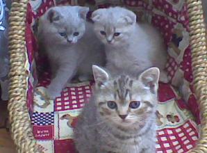Продаются котята британцы. (Фото)