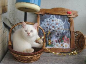 Продаю британских котят редкого окраса (Фото)