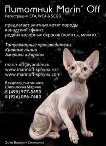 Котята канадского сфинкса (Фото)