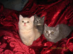 Британские котята (Фото)